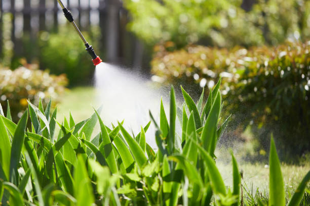 24/7 Emergency Termite Control experts in Metairie, LA